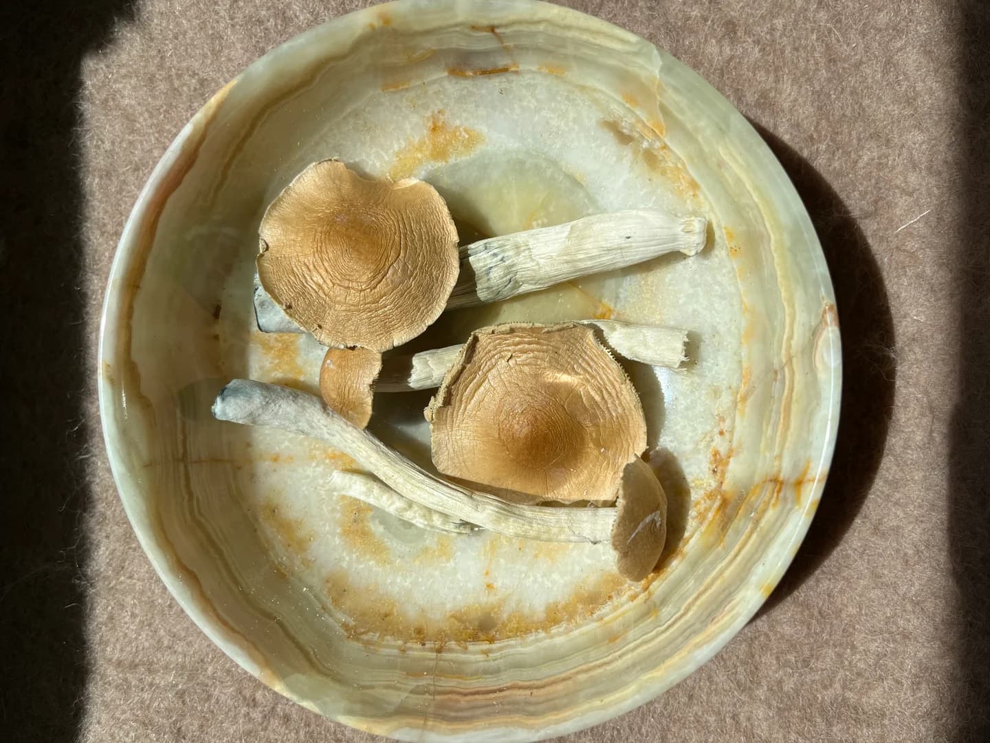 3 Day Plant Medicine Retreat