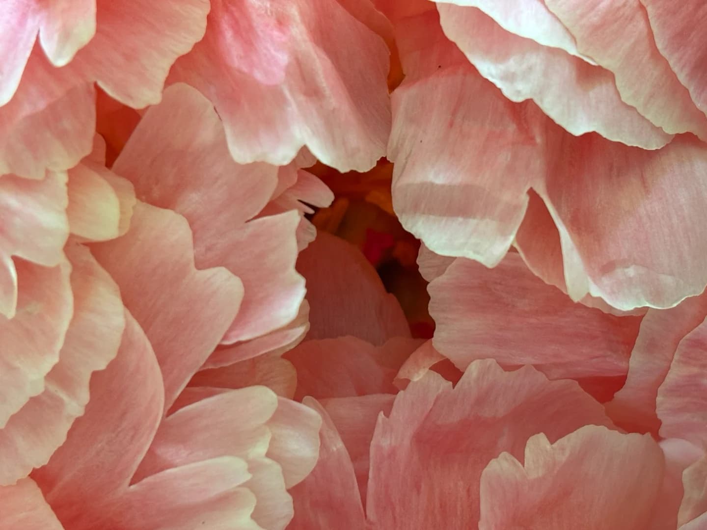 somatic breath – breathworksession zum Thema Fülle